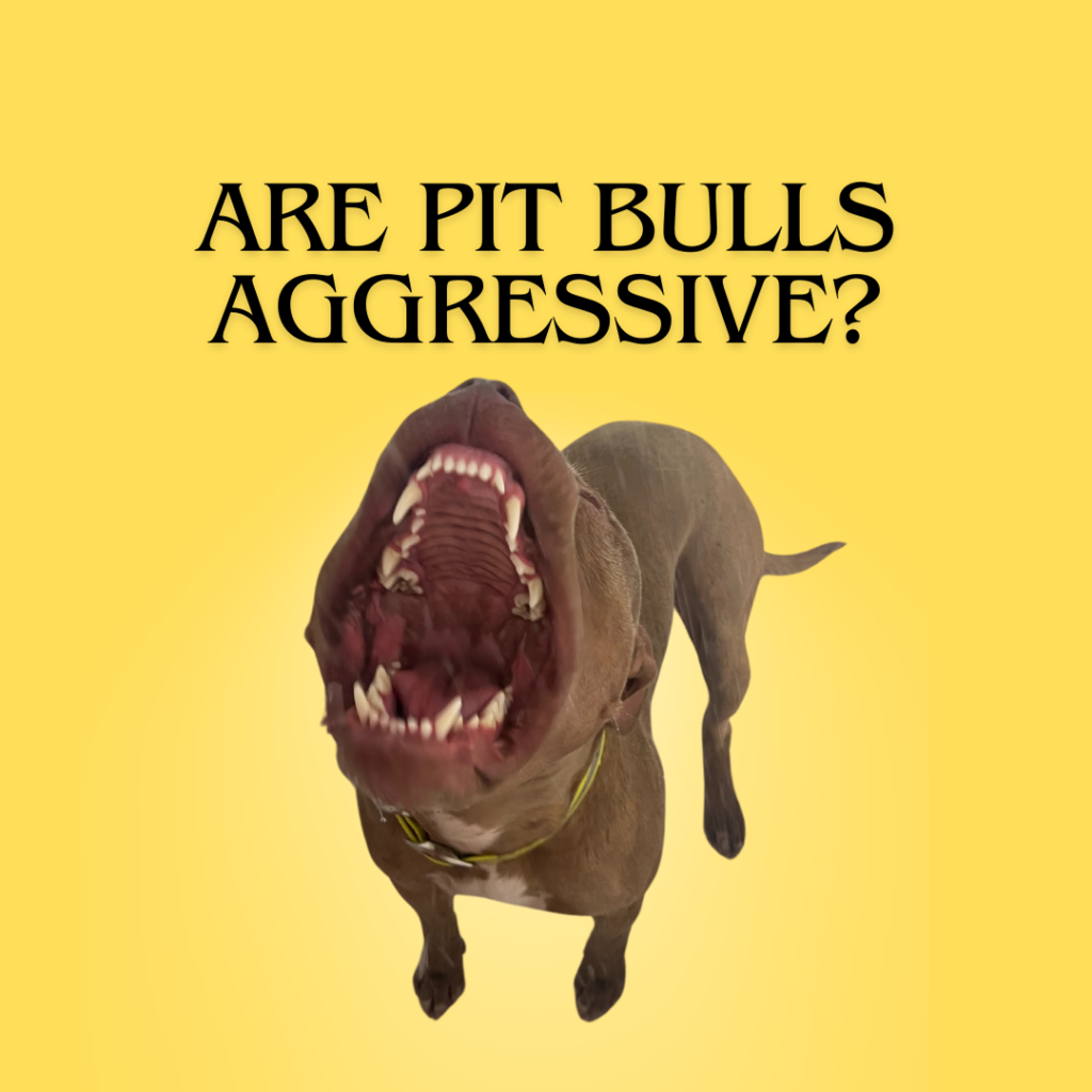 pit bull with mouth open