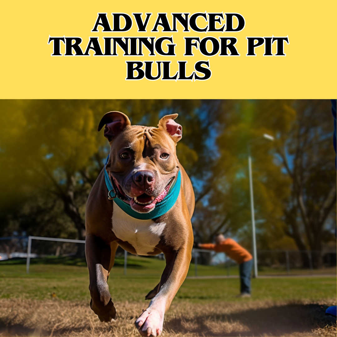 pit bull running