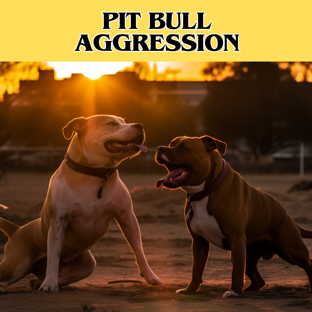 2 pit bulls standing next to each other