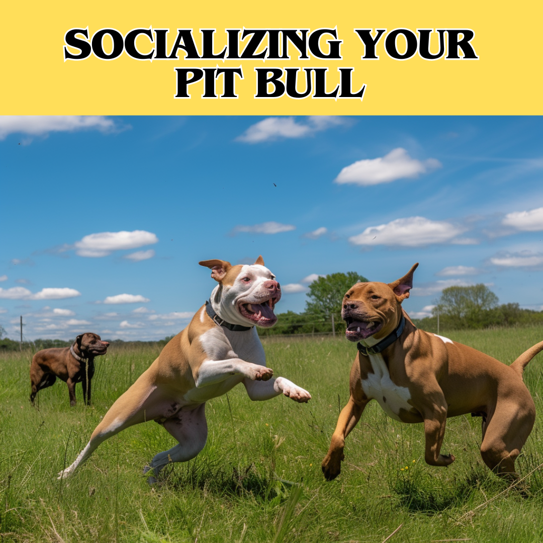 pit bulls playing