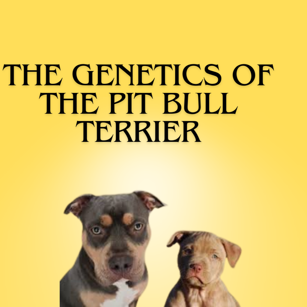 Two Pit Bulls