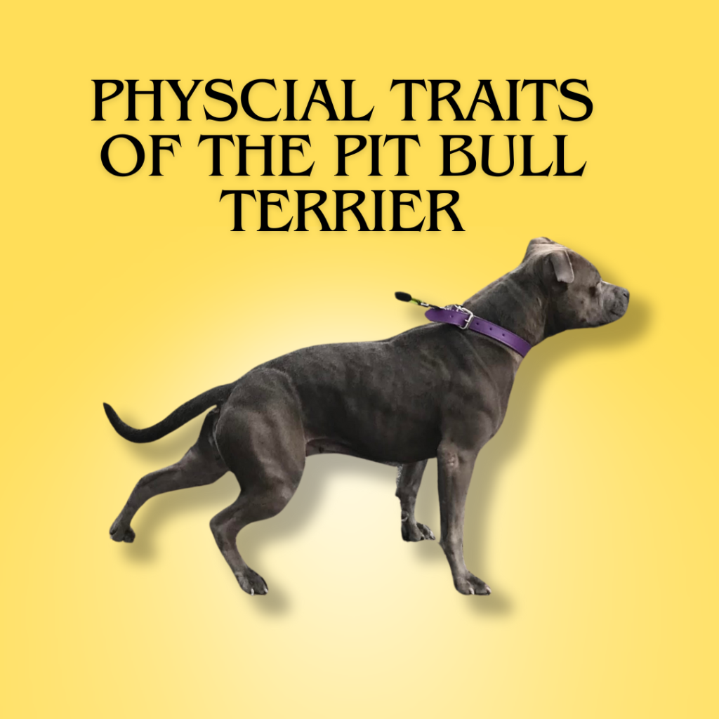 Blog Featured image of a blue nose pit bull