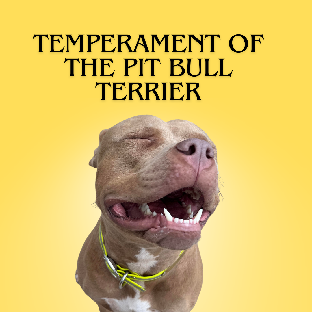 Featured image of pit bull