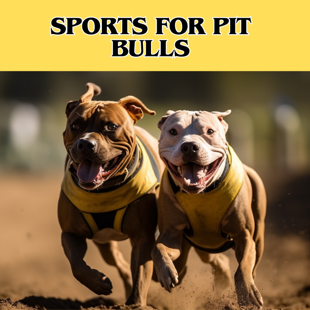 pit bulls running